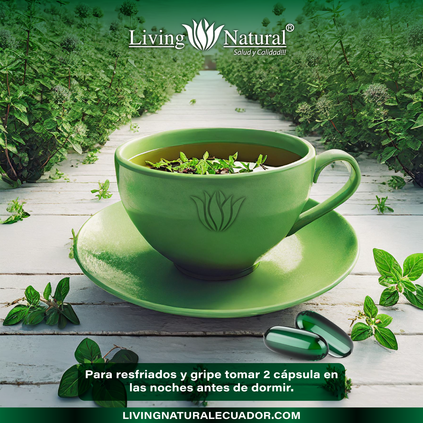 ACEITE DE ORÉGANO X100 | 1000 MG