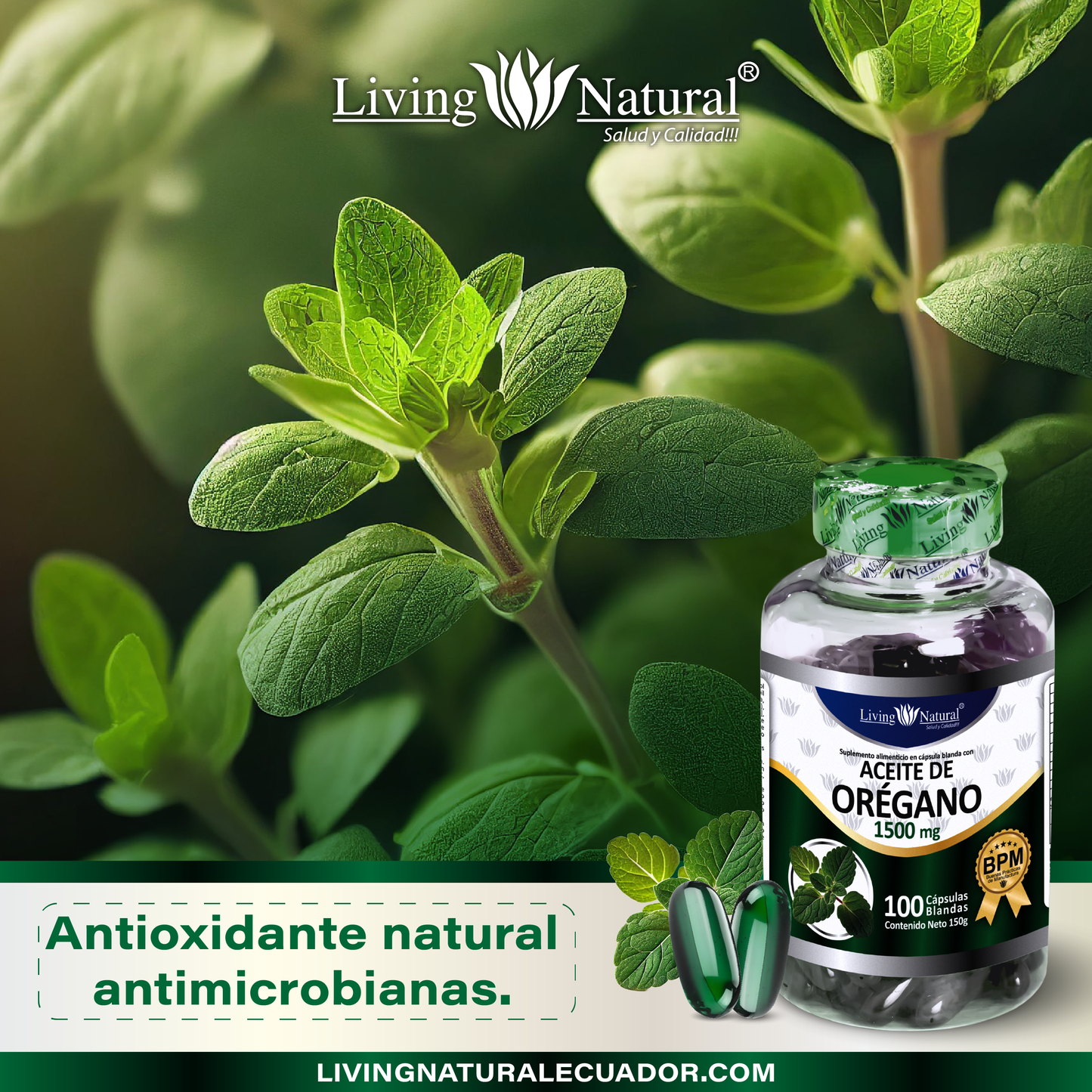 ACEITE DE ORÉGANO X100 | 1000 MG